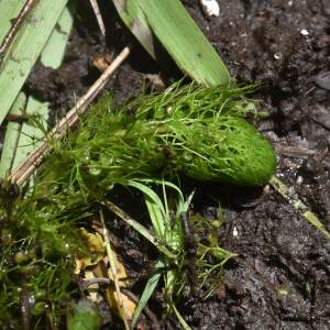 Photographie n°2955806 du taxon Utricularia australis R.Br.