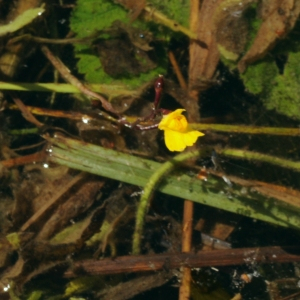  - Utricularia australis R.Br.