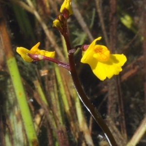  - Utricularia australis R.Br.