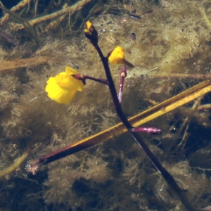  - Utricularia australis R.Br.