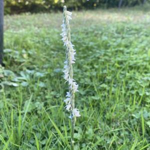 Photographie n°2955816 du taxon Spiranthes spiralis (L.) Chevall.