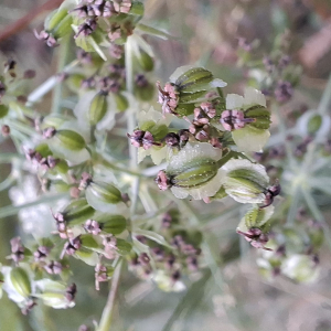 Photographie n°2955853 du taxon Silphiodaucus prutenicus (L.) Spalik, Wojew., Banasiak, Piwczyński & Reduron [2016]