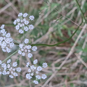 Photographie n°2955856 du taxon Silphiodaucus prutenicus (L.) Spalik, Wojew., Banasiak, Piwczyński & Reduron [2016]