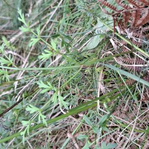  - Silphiodaucus prutenicus (L.) Spalik, Wojew., Banasiak, Piwczyński & Reduron [2016]