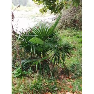 Chamaerops humilis L. var. humilis