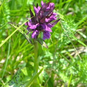  - Dactylorhiza majalis subsp. alpestris (Pugsley) Senghas [1968]