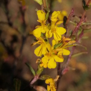  - Odontites luteus subsp. luteus 