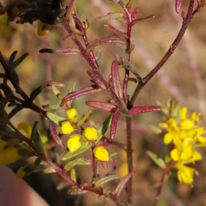  - Odontites luteus subsp. luteus 