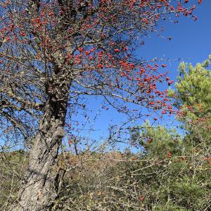  - Crataegus azarolus L. [1753]