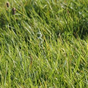 Photographie n°2955998 du taxon Spiranthes spiralis (L.) Chevall. [1827]