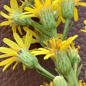  - Dittrichia viscosa (L.) Greuter [1973]