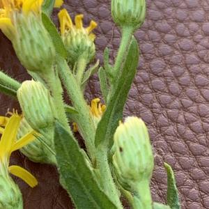  - Dittrichia viscosa (L.) Greuter [1973]