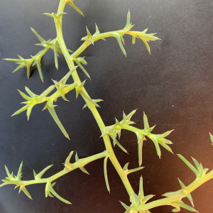 Photographie n°2956035 du taxon Salsola kali L. [1753]