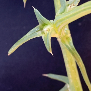 Photographie n°2956036 du taxon Salsola kali L. [1753]