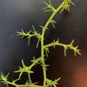 Photographie n°2956038 du taxon Salsola kali L. [1753]
