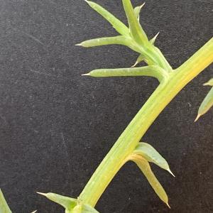 Photographie n°2956040 du taxon Salsola kali L. [1753]