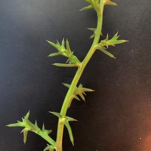 Photographie n°2956041 du taxon Salsola kali L. [1753]