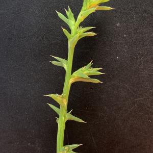 Photographie n°2956043 du taxon Salsola kali L. [1753]