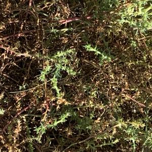 Photographie n°2956045 du taxon Salsola kali L. [1753]