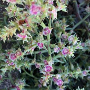 Photographie n°2956047 du taxon Salsola kali L. [1753]