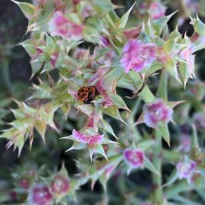 Photographie n°2956048 du taxon Salsola kali L. [1753]
