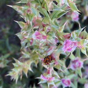 Photographie n°2956049 du taxon Salsola kali L. [1753]