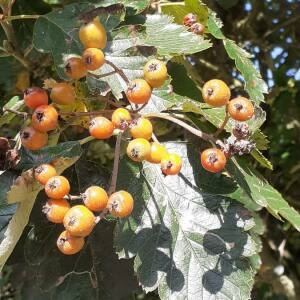 Photographie n°2956068 du taxon Sorbus torminalis (L.) Crantz [1763]