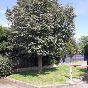 Photographie n°2956069 du taxon Sorbus torminalis (L.) Crantz [1763]