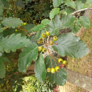 Photographie n°2956071 du taxon Sorbus torminalis (L.) Crantz [1763]