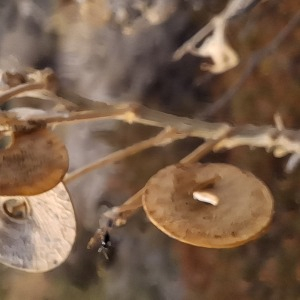 Photographie n°2956151 du taxon Medicago arborea L.