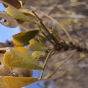 Photographie n°2956152 du taxon Medicago arborea L.
