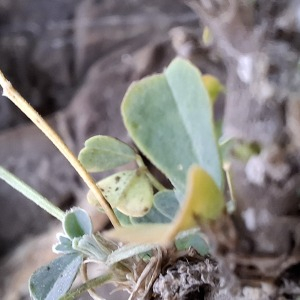 Photographie n°2956153 du taxon Medicago arborea L.