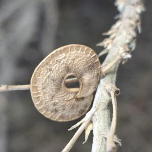 Photographie n°2956154 du taxon Medicago arborea L.