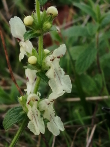Patrick Ressayre, le 13 octobre 2024 (Meyzieu)