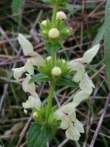 Patrick Ressayre, le 13 octobre 2024 (Meyzieu)