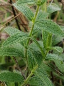 Patrick Ressayre, le 13 octobre 2024 (Meyzieu)