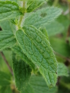 Patrick Ressayre, le 13 octobre 2024 (Meyzieu)