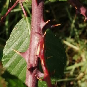 Photographie n°2956188 du taxon Rubus ulmifolius Schott [1818]