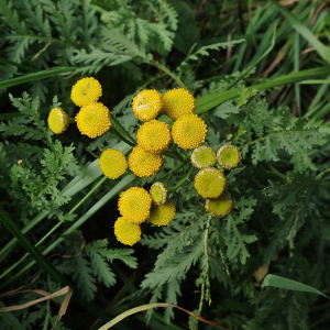 Photographie n°2956242 du taxon Tanacetum vulgare L.
