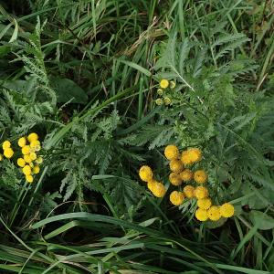 Photographie n°2956243 du taxon Tanacetum vulgare L.