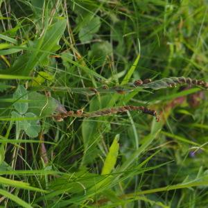 Photographie n°2956274 du taxon Spiranthes spiralis K.Koch