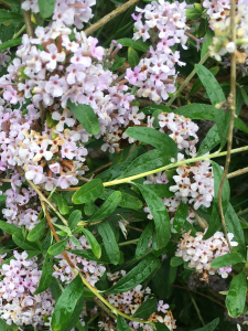 Michel Gaubert, le 16 mai 2024 (Riorges (Rue des Noyers))