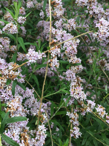 Michel Gaubert, le 16 mai 2024 (Riorges (Rue des Noyers))