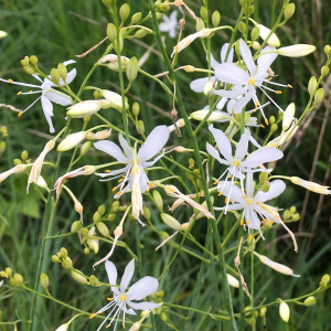 Photographie n°2956374 du taxon Anthericum ramosum L. [1753]