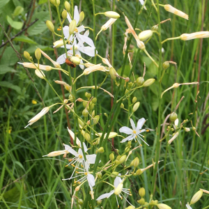 Photographie n°2956375 du taxon Anthericum ramosum L. [1753]