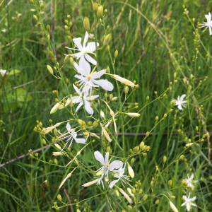 Photographie n°2956376 du taxon Anthericum ramosum L. [1753]