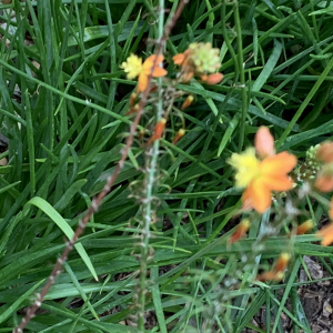 Photographie n°2956429 du taxon Bulbine planifolia (L.) Spreng. [1825]