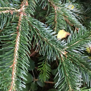  - Abies nordmanniana (Steven) Spach [1841]