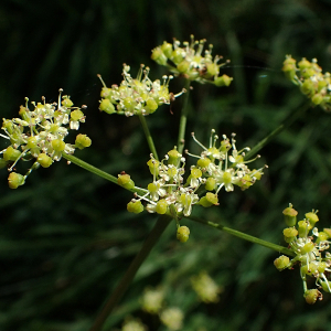  - Silaum silaus (L.) Schinz & Thell.