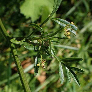  - Silaum silaus (L.) Schinz & Thell.